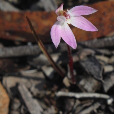 Caladenia fuscata (Dusky Fingers) at MTR591 at Gundaroo - 16 Sep 2018 by MaartjeSevenster