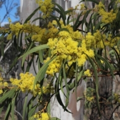 Acacia (genus) (A Wattle) at Gundaroo, NSW - 16 Sep 2018 by MaartjeSevenster