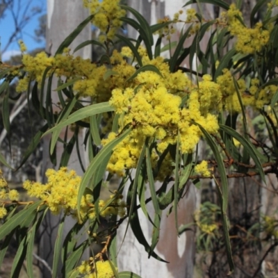 Acacia sp. (A Wattle) at Gundaroo, NSW - 16 Sep 2018 by MaartjeSevenster