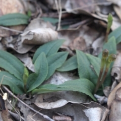 Chiloglottis trapeziformis (Diamond Ant Orchid) at Gundaroo, NSW - 16 Sep 2018 by MaartjeSevenster