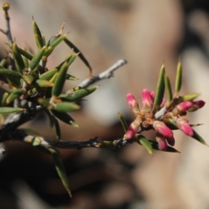 Lissanthe strigosa subsp. subulata at Gundaroo, NSW - 16 Sep 2018 10:39 AM