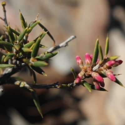 Lissanthe strigosa subsp. subulata (Peach Heath) at Gundaroo, NSW - 16 Sep 2018 by MaartjeSevenster