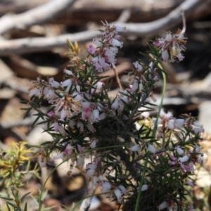 Lissanthe strigosa subsp. subulata at Gundaroo, NSW - 16 Sep 2018