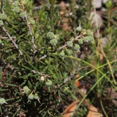 Lissanthe strigosa subsp. subulata at Gundaroo, NSW - 16 Sep 2018