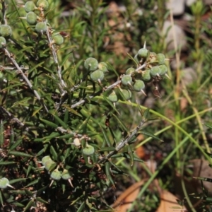 Lissanthe strigosa subsp. subulata at Gundaroo, NSW - 16 Sep 2018 10:39 AM