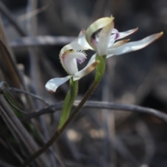 Caladenia ustulata (Brown Caps) at MTR591 at Gundaroo - 16 Sep 2018 by MaartjeSevenster