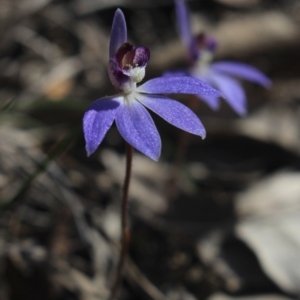 Cyanicula caerulea at Gundaroo, NSW - 16 Sep 2018