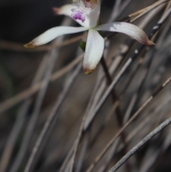 Caladenia ustulata (Brown Caps) at MTR591 at Gundaroo - 16 Sep 2018 by MaartjeSevenster