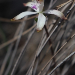 Caladenia ustulata at Gundaroo, NSW - suppressed