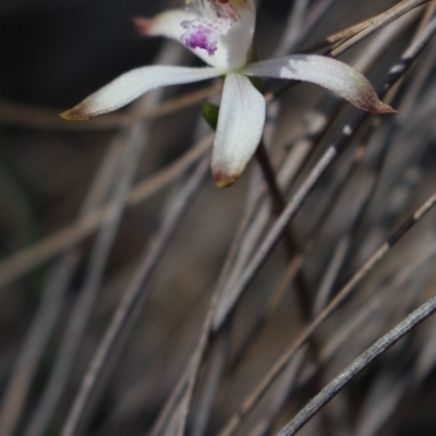 Caladenia ustulata (Brown Caps) at MTR591 at Gundaroo - 16 Sep 2018 by MaartjeSevenster