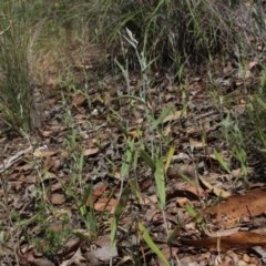 Chrysocephalum apiculatum (Common Everlasting) at MTR591 at Gundaroo - 11 Nov 2016 by MaartjeSevenster
