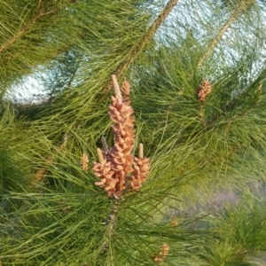 Pinus radiata at Isaacs Ridge - 16 Sep 2018