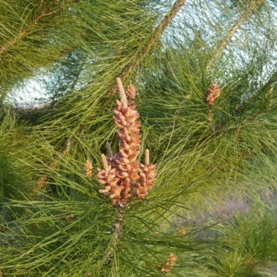 Pinus radiata (Monterey or Radiata Pine) at Jerrabomberra, ACT - 16 Sep 2018 by Mike