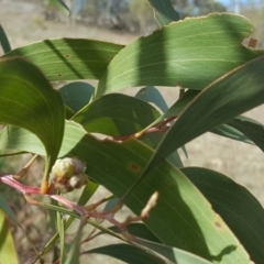 Dasineura sp. (genus) at Jerrabomberra, ACT - 16 Sep 2018