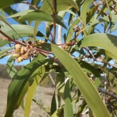 Dasineura sp. (genus) at Jerrabomberra, ACT - 16 Sep 2018