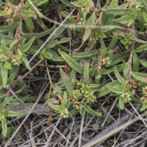 Persicaria prostrata at Dunlop, ACT - 14 Apr 2015