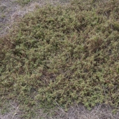 Persicaria prostrata at Dunlop, ACT - 14 Apr 2015