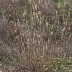 Phalaris aquatica (Phalaris, Australian Canary Grass) at Dunlop, ACT - 14 Apr 2015 by RussellB