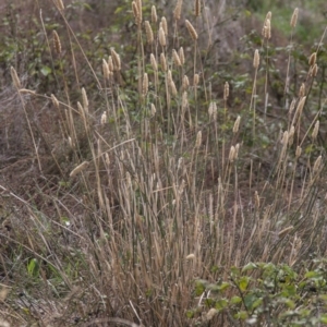 Phalaris aquatica at Dunlop, ACT - 14 Apr 2015 12:00 AM