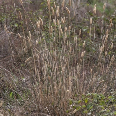 Phalaris aquatica (Phalaris, Australian Canary Grass) at Dunlop, ACT - 13 Apr 2015 by RussellB