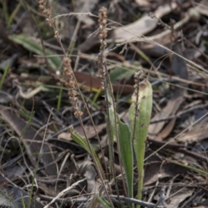Plantago varia at Dunlop, ACT - 14 Apr 2015