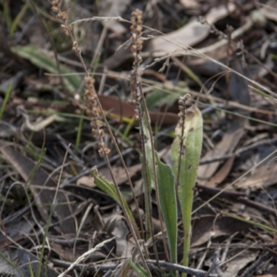 Plantago varia (Native Plaintain) at The Pinnacle - 14 Apr 2015 by RussellB