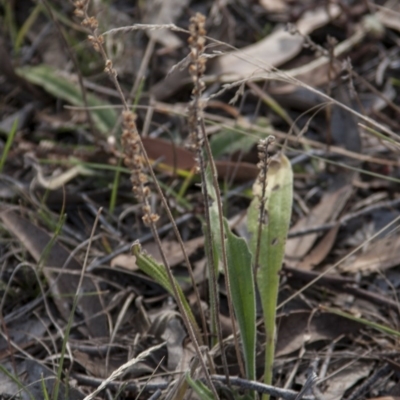 Plantago varia (Native Plaintain) at The Pinnacle - 13 Apr 2015 by RussellB