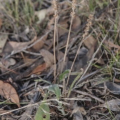 Plantago varia at Dunlop, ACT - 14 Apr 2015