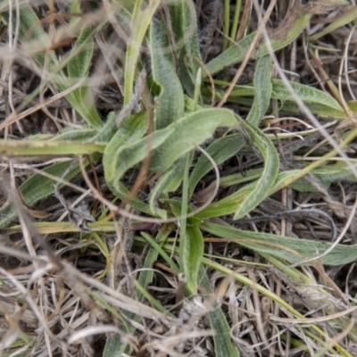 Plantago lanceolata (Ribwort Plantain, Lamb's Tongues) at Dunlop, ACT - 14 Apr 2015 by RussellB