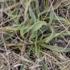 Plantago lanceolata (Ribwort Plantain, Lamb's Tongues) at Dunlop, ACT - 13 Apr 2015 by RussellB