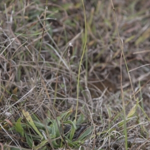 Plantago lanceolata at Dunlop, ACT - 14 Apr 2015