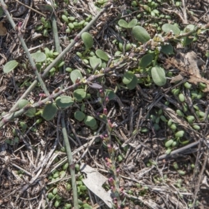 Polygonum arenastrum at Dunlop, ACT - 14 Apr 2015 12:00 AM