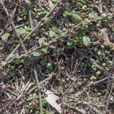 Polygonum arenastrum (Wireweed) at Dunlop, ACT - 13 Apr 2015 by RussellB