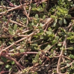 Portulaca oleracea (Pigweed, Purslane) at The Pinnacle - 13 Apr 2015 by RussellB