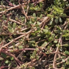 Portulaca oleracea (Munyeroo ,Pigweed, Purslane) at Dunlop, ACT - 13 Apr 2015 by RussellB