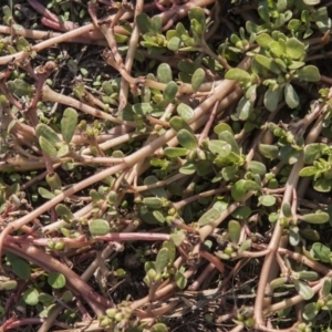 Portulaca oleracea at Dunlop, ACT - 14 Apr 2015 12:00 AM