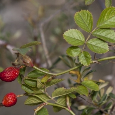 Rosa rubiginosa (Sweet Briar, Eglantine) at Dunlop, ACT - 14 Apr 2015 by RussellB