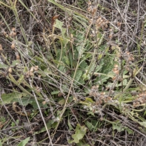 Salvia verbenaca var. verbenaca at The Pinnacle - 14 Apr 2015
