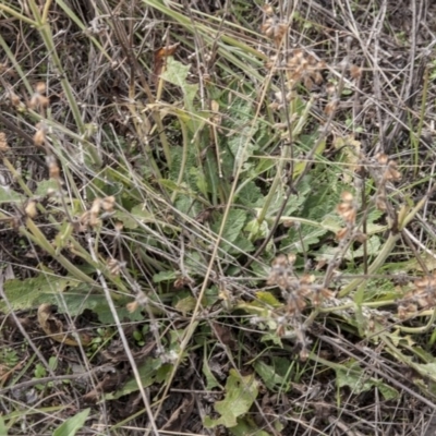 Salvia verbenaca var. verbenaca (Wild Sage) at The Pinnacle - 14 Apr 2015 by RussellB