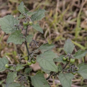 Solanum nigrum at Dunlop, ACT - 14 Apr 2015