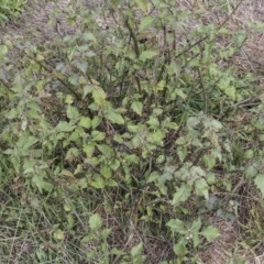 Solanum nigrum at Dunlop, ACT - 14 Apr 2015
