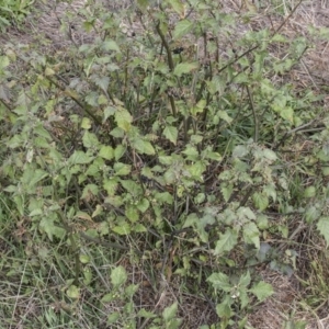 Solanum nigrum at Dunlop, ACT - 14 Apr 2015 11:54 AM