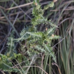 Sonchus asper (Prickly Sowthistle) at Belconnen, ACT - 13 Apr 2015 by RussellB