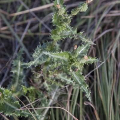 Sonchus asper (Prickly Sowthistle) at Belconnen, ACT - 14 Apr 2015 by RussellB