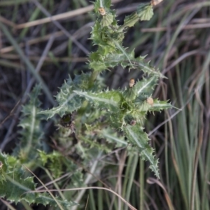 Sonchus asper at Belconnen, ACT - 14 Apr 2015