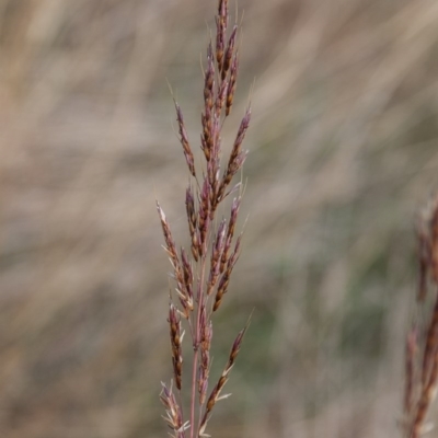 Sorghum leiocladum (Wild Sorghum) at Belconnen, ACT - 13 Apr 2015 by RussellB