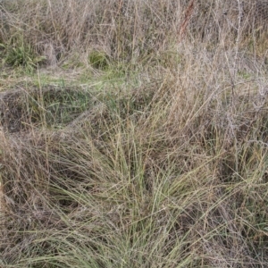 Sorghum leiocladum at Belconnen, ACT - 14 Apr 2015 12:00 AM