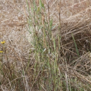 Tragopogon dubius at Dunlop, ACT - 14 Apr 2015