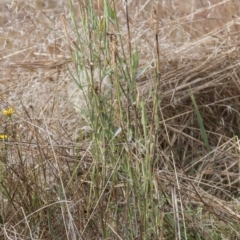 Tragopogon dubius (Goatsbeard) at The Pinnacle - 13 Apr 2015 by RussellB