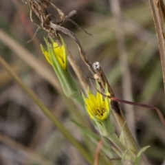 Tragopogon dubius at Dunlop, ACT - 14 Apr 2015